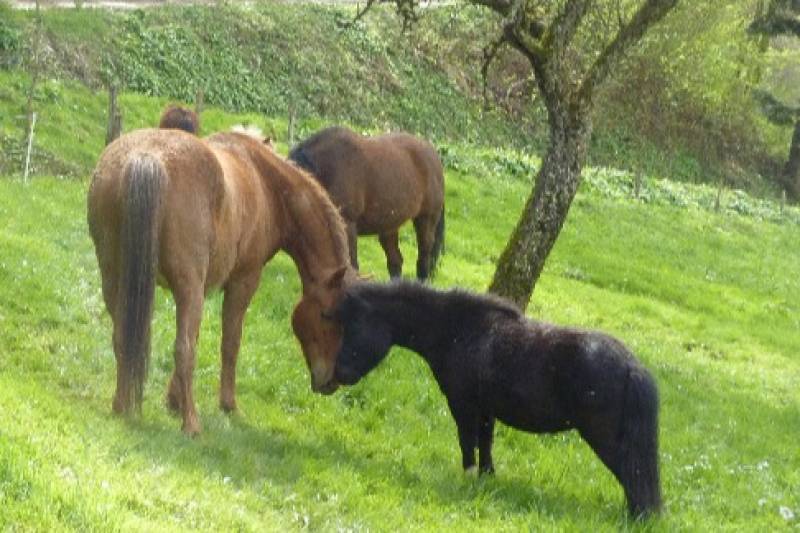 Les poneys de Vaucenans