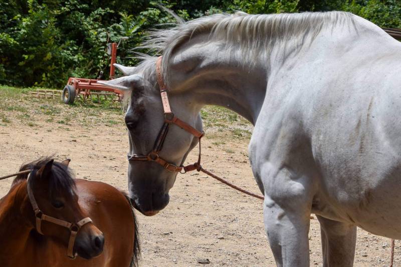 Les chevaux de Vaucenans